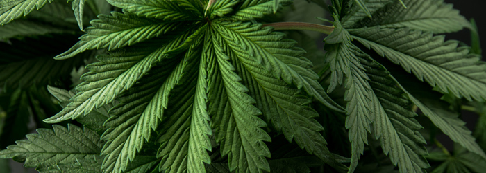 cannabis cannabis